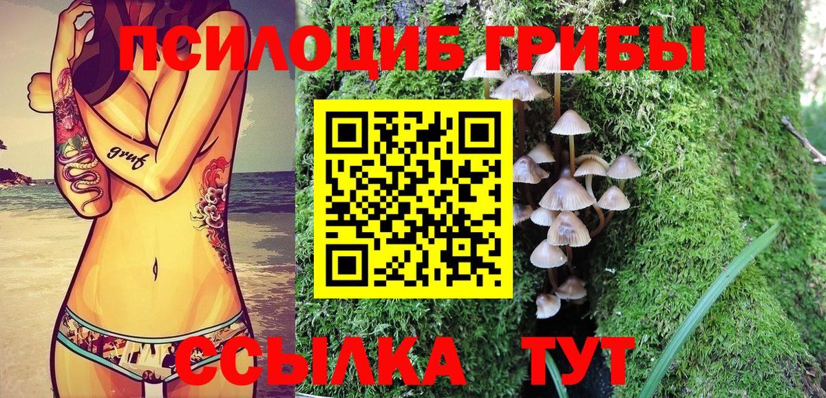 Псилоцибиновые грибы Psilocybe Красноуфимск